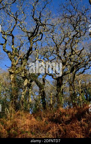 Ritorto alberi di quercia invernale in un antico bosco gallese Lawrenny Antico bosco di quercia Pembrokeshire Galles Cymru UK Foto Stock
