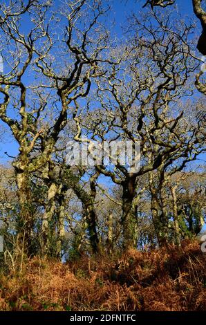 Ritorto alberi di quercia invernale in un antico bosco gallese Lawrenny Antico bosco di quercia Pembrokeshire Galles Cymru UK Foto Stock