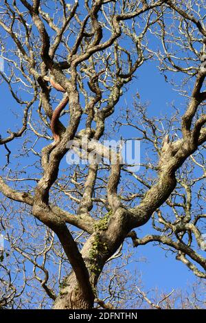 Cerro intrecciato e rami antichi boschi di quercia di Lawrenny Pembrokeshire Galles Regno Unito contro il cielo blu d'inverno Foto Stock