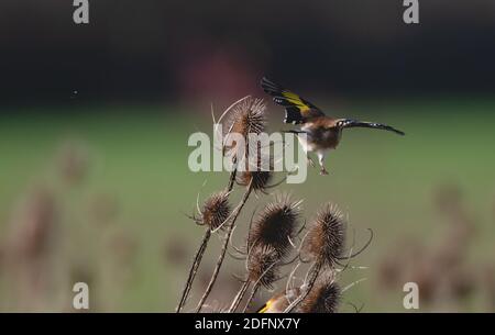 Goldfinch decollo da un teasel Foto Stock