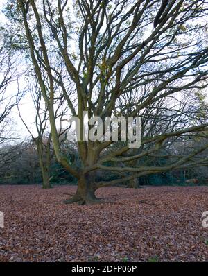 Tacchino Oak Trees, Quercus.Kenwood House, Hampstead, Londra. Casa signorile. Parco, Laghi, Woodland, Heathland, Walkers, visitatori. Tappeto in foglie d'autunno Foto Stock