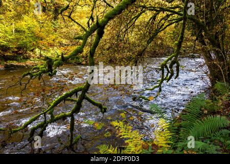 Passeggiata nel bosco Exmoor in autunno mostrando tutto il vibrante Colori durante i mesi autunnali Foto Stock