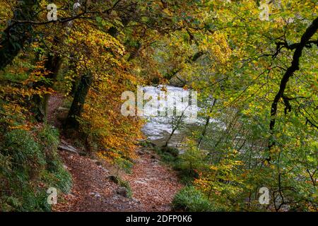 Passeggiata nel bosco Exmoor in autunno mostrando tutto il vibrante Colori durante i mesi autunnali Foto Stock