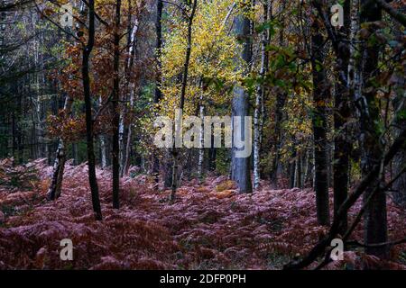 Passeggiata nel bosco Exmoor in autunno mostrando tutto il vibrante Colori durante i mesi autunnali Foto Stock