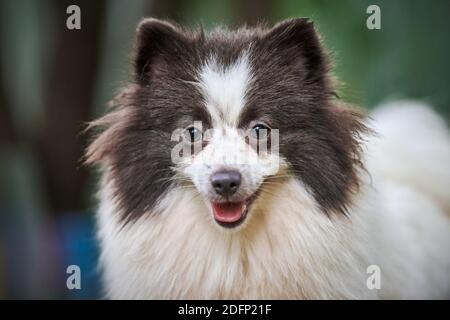 Pomeranian Spitz cane in giardino, primo piano volto ritratto. Simpatico cucciolo di pommeria a piedi. Famiglia amichevole divertente Spitz pom cane, verde erba sfondo. Foto Stock