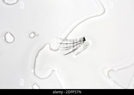 Artificiale individuale occhio Lash in acqua puddle su sfondo bianco Foto Stock