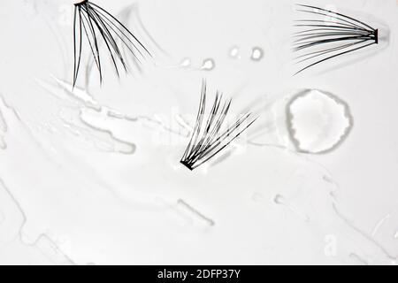 Individual Lashes in Water su sfondo bianco Foto Stock