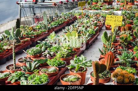 Cactus e succulenti su una lunga tavola in una stanza dei bambini. Foto Stock