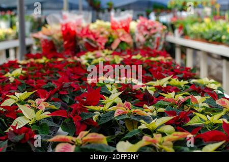 Poinsettia piante, Euphorbia pulcherrima, che cresce in un vivaio prima delle vacanze di Natale. Foto Stock