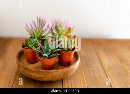 Succulenti e cactus in piccole pentole su un tavolo di legno. Spazio di copia. Messa a fuoco selettiva in primo piano. Foto Stock