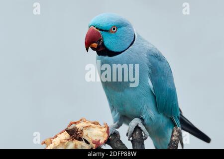 Blue Ringneck Parakeet (Psittacula krameri) mangiare una mela su un persico e isolato alla luce sfondo blu Foto Stock