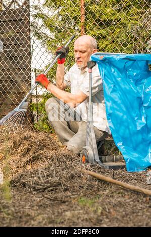 Uomo maturo con un piccolo batuffolo durante le pulizie di primavera nel giardino Foto Stock