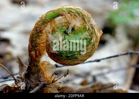 In primavera si apre una foglia di felce. Dryopteris filix-mas, felce maschio. Foto Stock