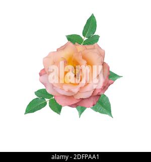 Singolo delicato fiore di rosa color crema con foglie verdi isolate su sfondo bianco. Delicato motivo floreale elegante per qualsiasi stile festivo Foto Stock