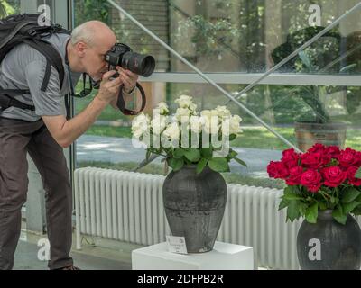 Il fotografo scatta foto alla mostra rosa in Polonia. Foto Stock