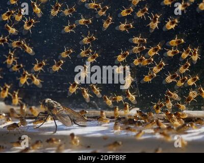 Mosca gialla / mosca cloropide (Thaumatomyia nota) aggregazione e un mosca a grappolo (Pollenia sp.) raccolta tra una vecchia finestra di sash e seconda Foto Stock