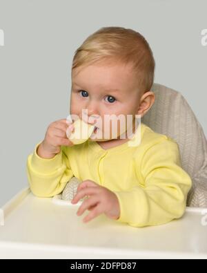 Una bambina mangia una fetta di Apple e guarda la fotocamera. Sfondo grigio, sedia alta Foto Stock