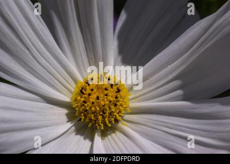 COSMOS bipinnatus (sonata bianco) Foto Stock