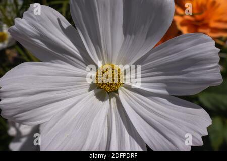 COSMOS bipinnatus (sonata bianco) Foto Stock