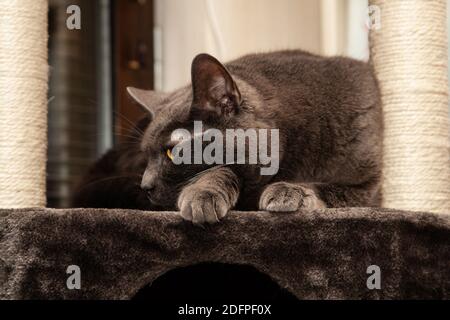 I nostri gatti a casa, preso da Rita Segstedt, Fossie, Malmø, Svezia Foto Stock