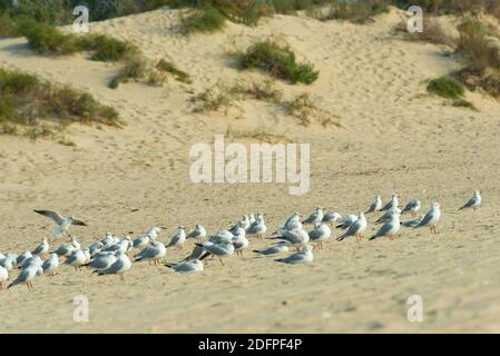 Gabbiano a testa nera (Larus ridibundus). Ottobre, Mar Nero Foto Stock
