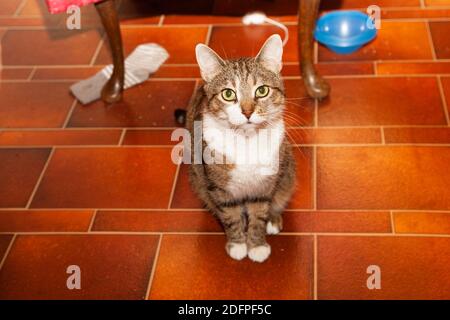 I nostri gatti a casa, preso da Rita Segstedt, Fossie, Malmø, Svezia Foto Stock