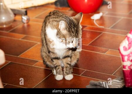 I nostri gatti a casa, preso da Rita Segstedt, Fossie, Malmø, Svezia Foto Stock