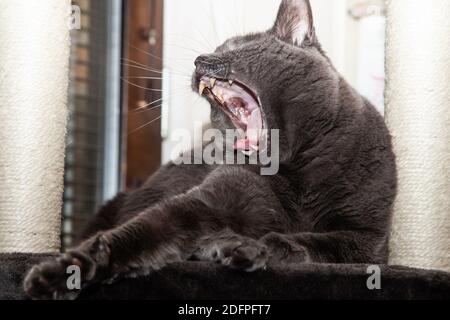 I nostri gatti a casa, preso da Rita Segstedt, Fossie, Malmø, Svezia Foto Stock