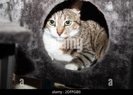 I nostri gatti a casa, preso da Rita Segstedt, Fossie, Malmø, Svezia Foto Stock