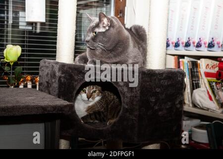 I nostri gatti a casa, preso da Rita Segstedt, Fossie, Malmø, Svezia Foto Stock