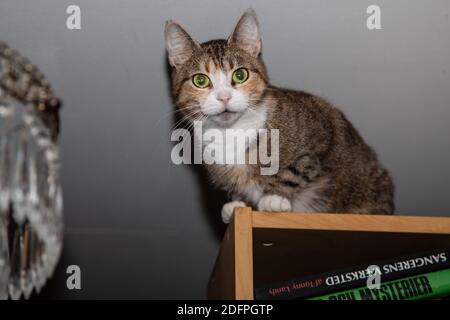 I nostri gatti a casa, preso da Rita Segstedt, Fossie, Malmø, Svezia Foto Stock