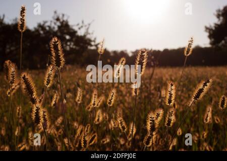 Farro peloso in campo in luce posteriore in Germania a. tramonto Foto Stock