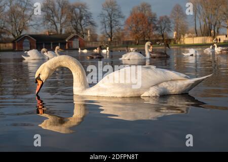 Glasgow, Scozia, Regno Unito. 6 dicembre 2020. Regno Unito Meteo: Mute cigni nelle fredde acque ghiacciate del Richmond Park. Credito: SKULLY/Alamy Live News Foto Stock