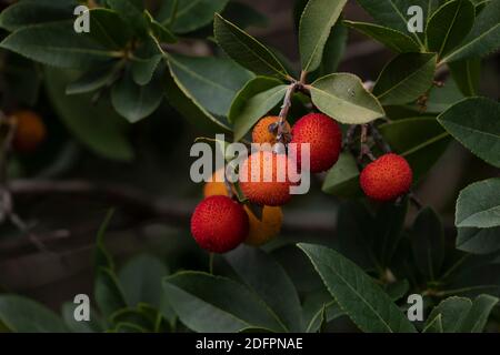 Frutti dolci di arbutus unedo, o fragola, in autunno, nel parco del Retiro, Madrid. Sono un simbolo della città, insieme con l'orso, una specie Foto Stock
