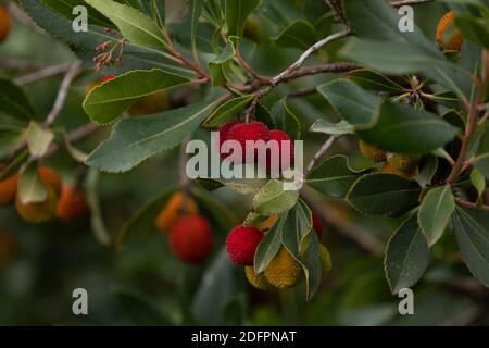 Frutti dolci di arbutus unedo, o fragola, in autunno, nel parco del Retiro, Madrid. Sono un simbolo della città, insieme con l'orso, una specie Foto Stock