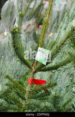 Alberi di Natale (Nordmann Fir) vendita in negozio villaggio sul marciapiede sul lato della strada. Primo fine settimana di dicembre. Highgate, Londra. Foto Stock