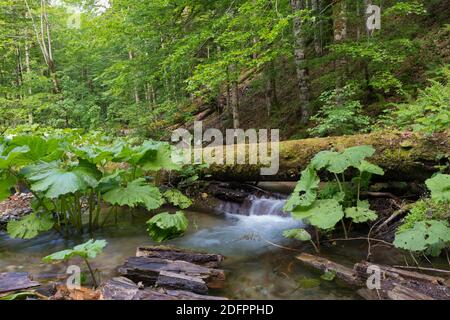 Colpo di piccolo fiume in un periodo estivo, preso con lunga esposizione Foto Stock