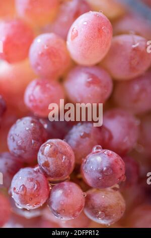 Uva rosa macina fresca e succosa. Foto Stock