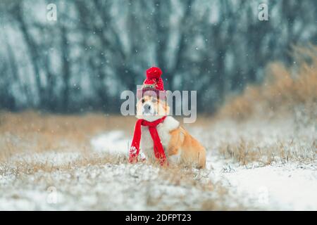 Cani Puppy Corgi seduti in un parco invernale in un cappellino rosso caldo e sciarpa lavorato a maglia sotto la neve che cade Foto Stock