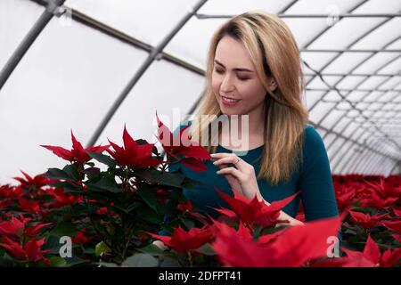 giovane donna che ammira poinsettia fiore in serra commerciale Foto Stock