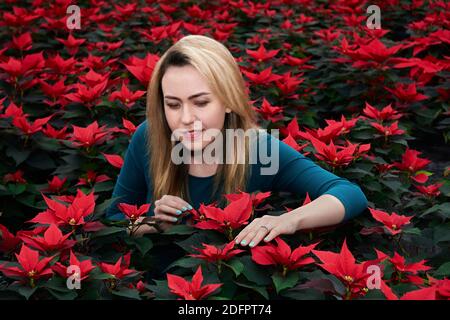 giovane donna tra molti grandi fiori poinsettia rosso ne sceglie uno di queste piante Foto Stock