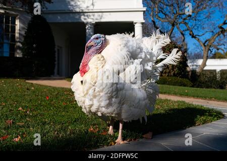 Washington, Stati Uniti d'America. 24 Nov 2020. Il 'granaio' presidenziale della turchia si pone per una foto di fronte all'Ufficio ovale della Casa Bianca Martedì, 24 novembre 2020, davanti alla cerimonia di perdono nazionale della Turchia nel Giardino delle Rose. Persone: Presidente Donald Trump Credit: Storms Media Group/Alamy Live News Foto Stock