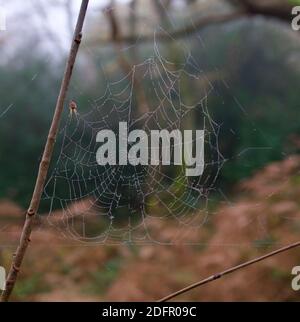 Nastro di ragni coperto di rugiada appeso da twi con ragno a. laterale Foto Stock