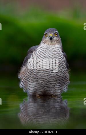Adulto femmina Eurasian Sparrowhawk (Accipiter nisus) seduto in acqua o facendo un bagno Foto Stock