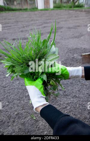 Donna che tiene una manciata di erbacce dal giardino. Erbacce e piante radici che vengono rimosse dalle mani. Foto Stock