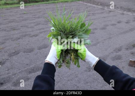 Donna che tiene una manciata di erbacce dal giardino. Erbacce e piante radici che vengono rimosse dalle mani. Foto Stock