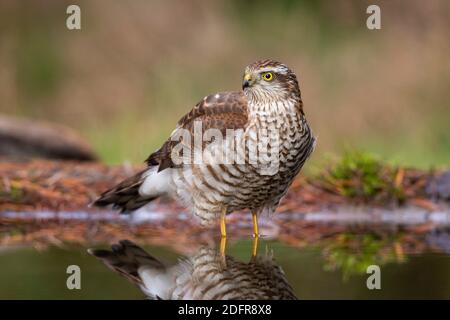 Giovane maschio Eurasian sparrowhawk (Accipiter nisus) in piedi in acqua Foto Stock