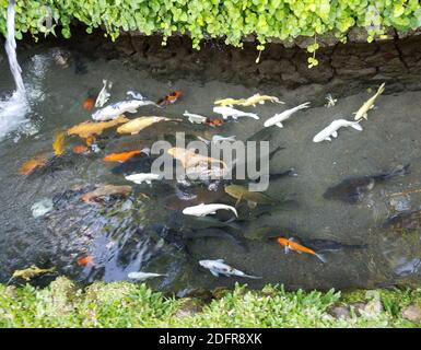 Banca di pesci esotici Koi che nuotano in uno stagno ornamentale a Bali, Indonesia. Foto Stock