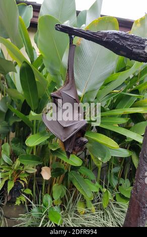 Grande batello di frutta o volata che pende capovolto in un albero a Bali, Indonesia Foto Stock