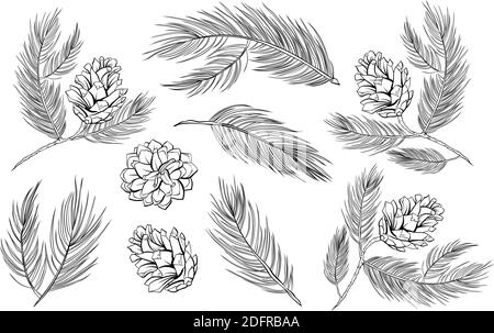Coni di pino, rami di abete con pineconi, abete vettore insieme di elementi decorativi. Coni di abete, rami di abete rosso pino o cedro linea isolata bianco e nero art set per Natale decorazione disegno Illustrazione Vettoriale